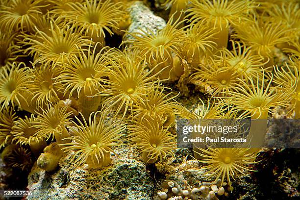 parazoanthus axinella (yellow cluster anemone) - parazoanthus bildbanksfoton och bilder