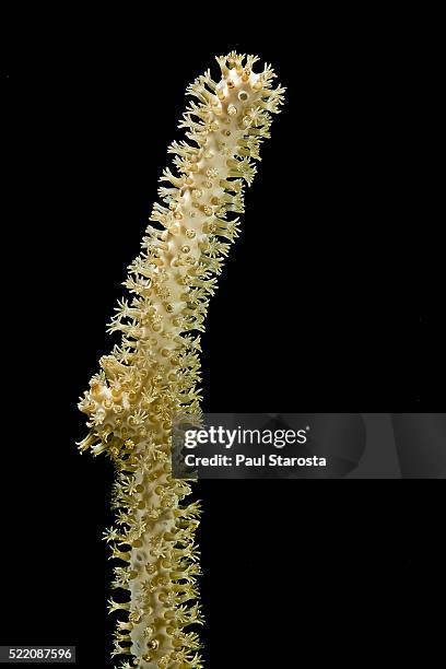 plexaurella sp. (slit-pore sea rod) - gorgonia sp stock pictures, royalty-free photos & images