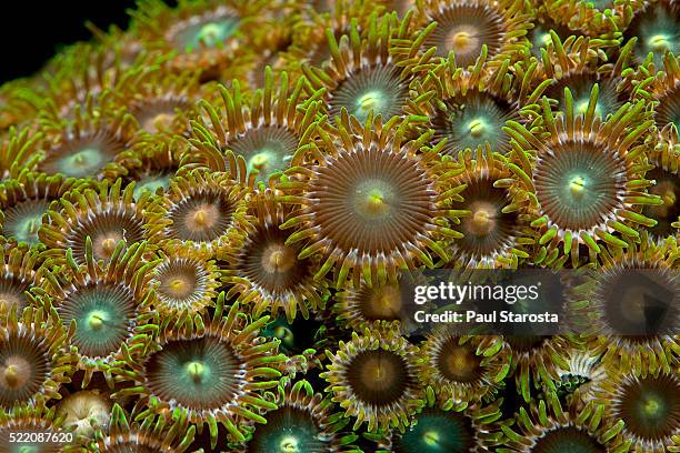 protopalythoa sp. (zoanthid) - anemone sp stock pictures, royalty-free photos & images