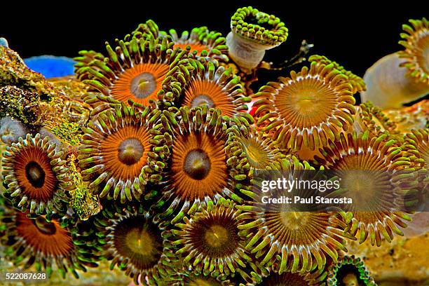 protopalythoa sp. (zoanthid) - anemone sp stock pictures, royalty-free photos & images
