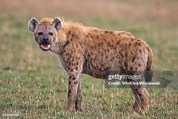 side view of spotted hyena - hyène photos et images de collection