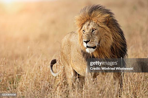 portrait of male lion, maasai mara, kenya - east africa photos et images de collection