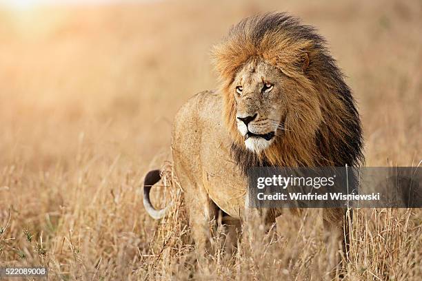 portrait of male lion, maasai mara, kenya - leeuw grote kat stockfoto's en -beelden