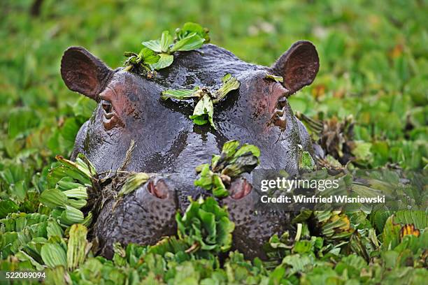portrait of hippo in water cabbage - waterplant stockfoto's en -beelden