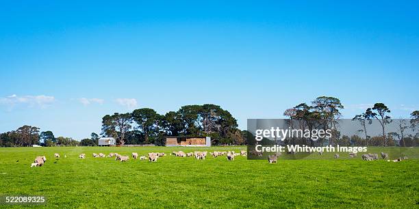 sheep with spring lambs - hamilton australia stock pictures, royalty-free photos & images