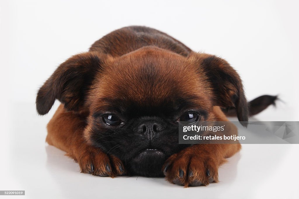 Petit Brabancon dog, lying down