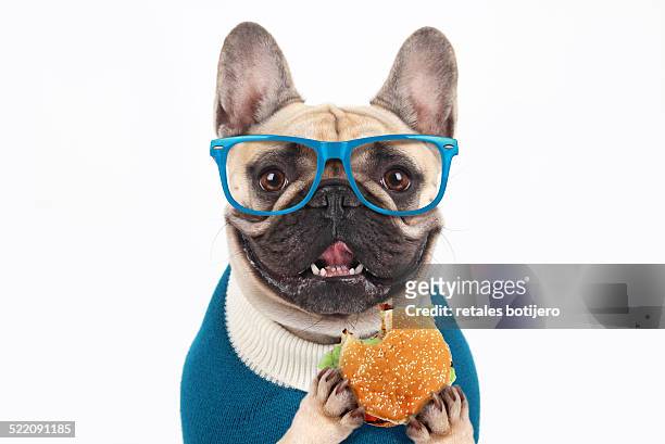 bulldog eating hamburger - animal teeth fotografías e imágenes de stock