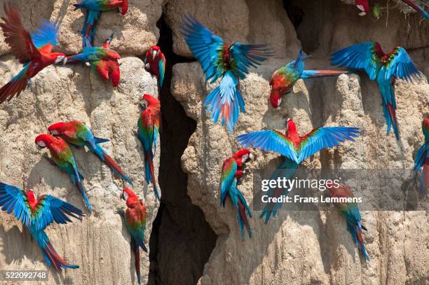 red and green macaw ( ara chloroptera) at clay lick, manu national park, boca manu, blanquillo, peru - papegoja bildbanksfoton och bilder