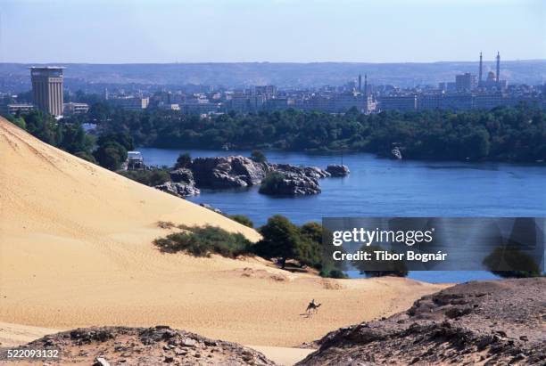 nile river and city skyline - riding camel stock pictures, royalty-free photos & images