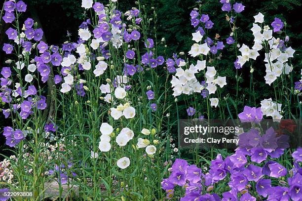canterbury bells - canterbury bell stock pictures, royalty-free photos & images