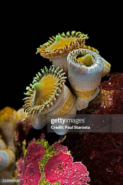 palythoa sp. (zoanthid, moon polyps, encrusting anemone, sea mat) - anemone sp stock pictures, royalty-free photos & images