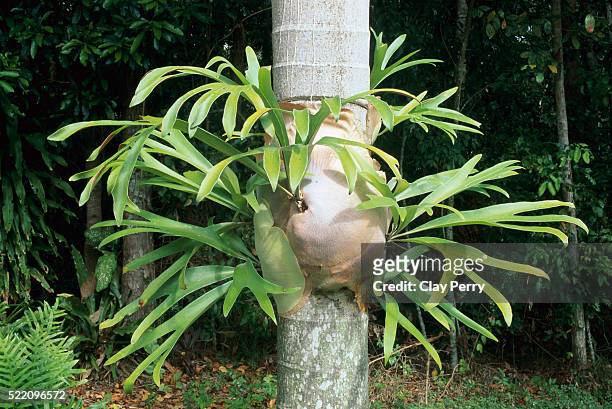 staghorn fern on tree - elkhorn fern stock pictures, royalty-free photos & images