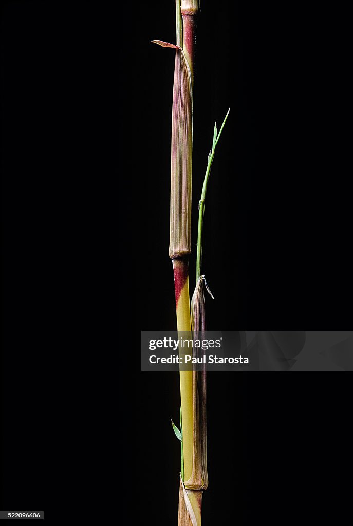 Phyllostachys aureosulcata 'Aureocaulis' (yellow groove bamboo) - shoot