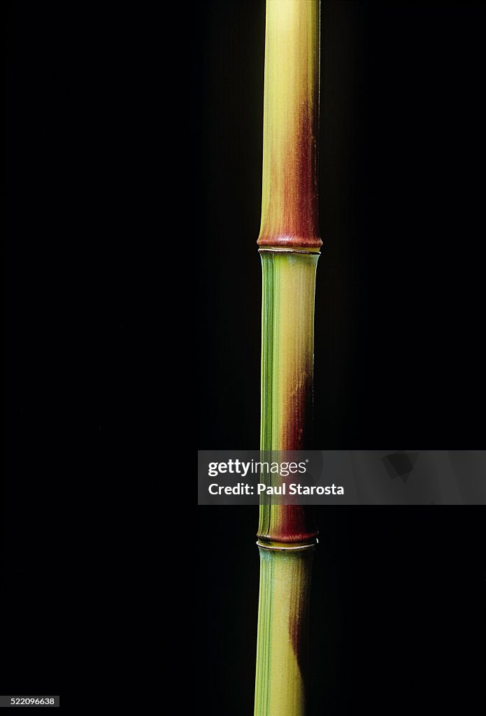 Phyllostachys aureosulcata 'Spectabilis' (showy yellow groove bamboo)