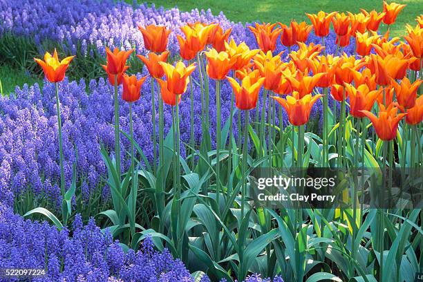 'blushing lady' tulips and grape hyacinths - hyacinth stock pictures, royalty-free photos & images
