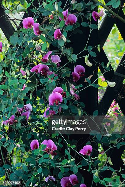 sweet peas on trellis - sweetpea stock pictures, royalty-free photos & images
