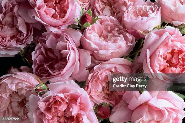 mayor of caisterbridge and cottage rose english roses - wild rose stock pictures, royalty-free photos & images