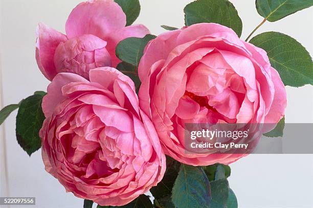 heather austin roses - wildrose stock-fotos und bilder