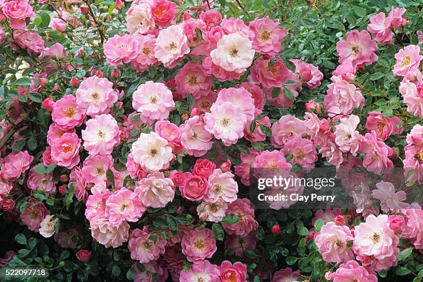 summer sunset roses - wildrose stock pictures, royalty-free photos & images