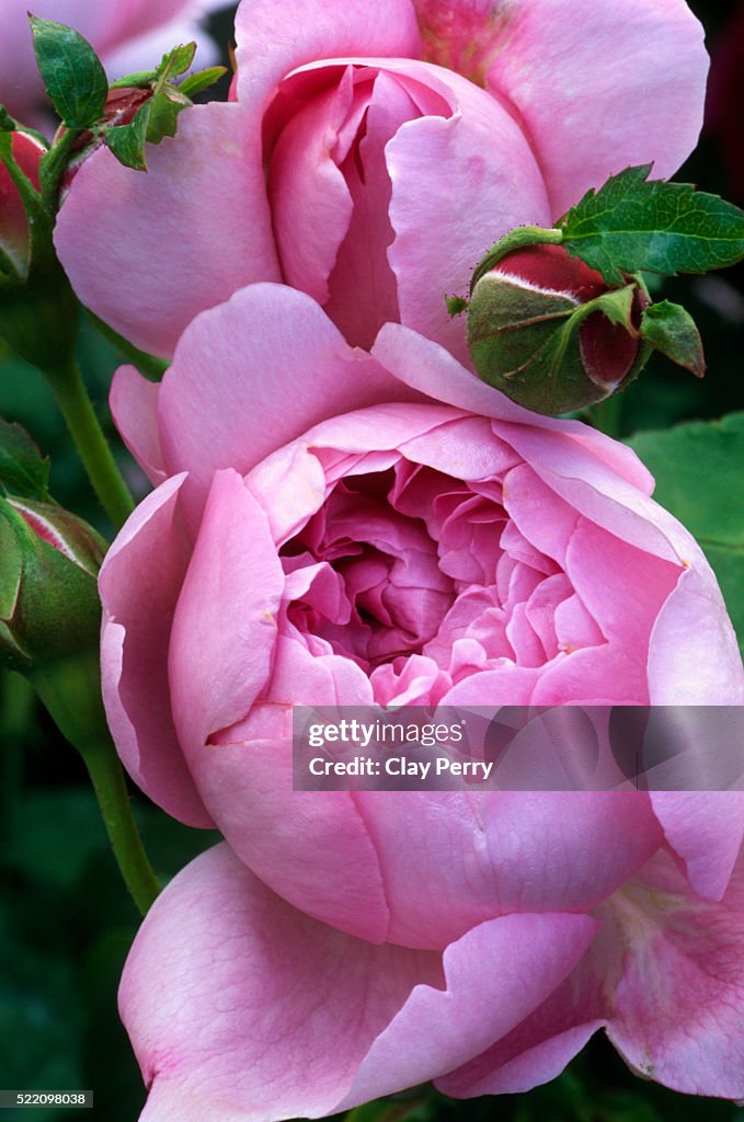 Charles Rennie Mackintosh English Rose charles-rennie-mackintosh-english-rose