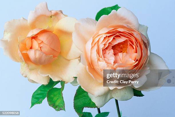 ameridge roses - wildrose stock pictures, royalty-free photos & images