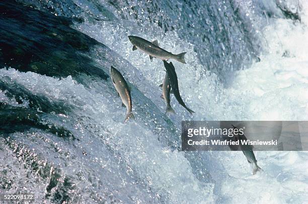 salmons jumping from waterfall - grupo pequeño de animales fotografías e imágenes de stock