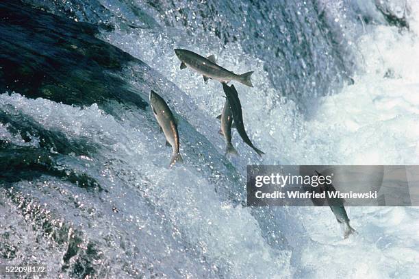 salmons jumping from waterfall - grupo pequeno de animais - fotografias e filmes do acervo