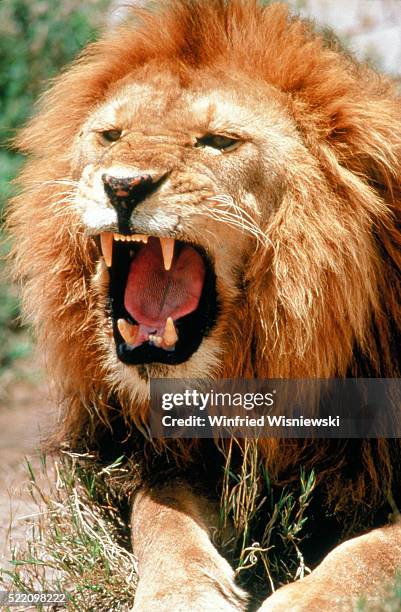 bruellender loewe (panthera leo) - lion attack 個照片及圖片檔