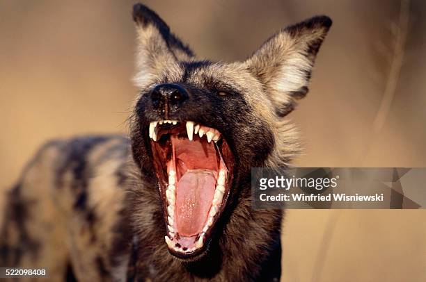 african wild dog with open jaw, namibia - african wild dog stock pictures, royalty-free photos & images