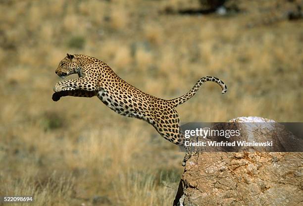 leopard jumping - cat profile stock pictures, royalty-free photos & images