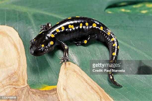 ambystoma maculatum (spotted salamander) - salamandra fotografías e imágenes de stock