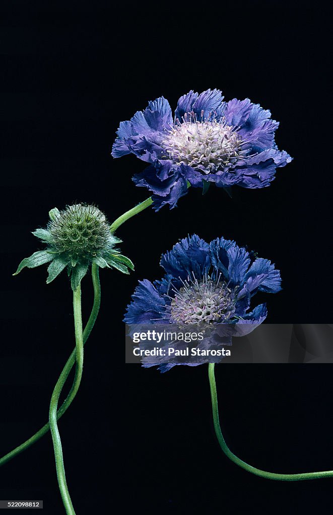 Scabiosa caucasica (Caucasian pincushion flower, Caucasian scabious)