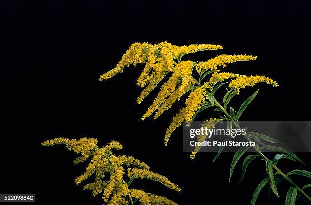 solidago canadensis (canada goldenrod, canadian goldenrod, common goldenrod) - goldenrod stock pictures, royalty-free photos & images