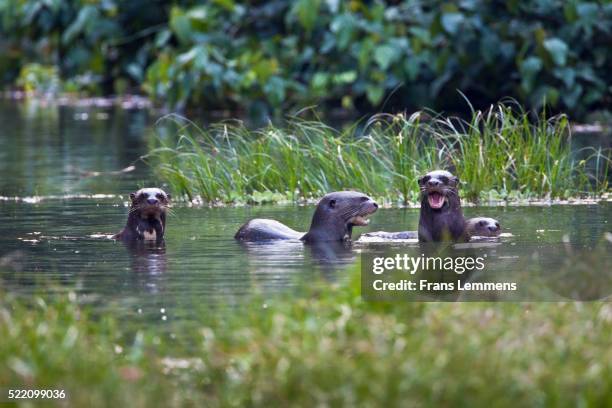 giant otters, ( pteronura brasiliensis ) swimming in water, manu national park, boca manu, blanquillo, peru - giant river otters stock pictures, royalty-free photos & images
