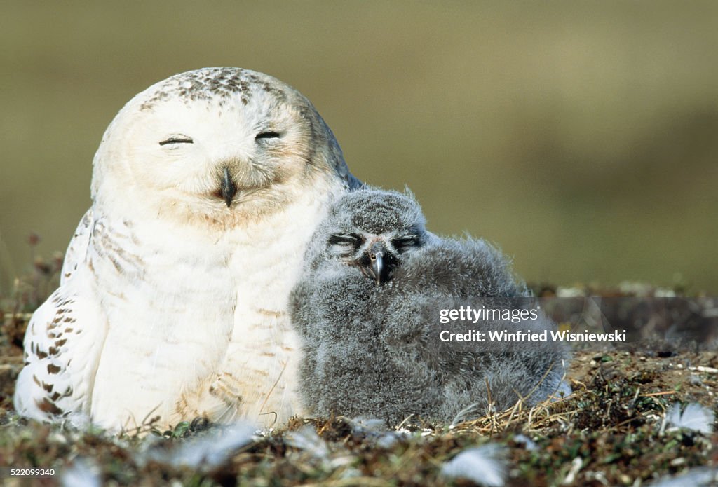 Snowy owl