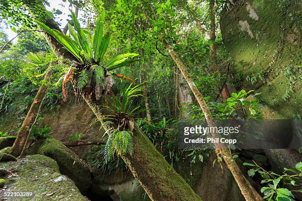 rainforest - elkhorn fern stock pictures, royalty-free photos & images