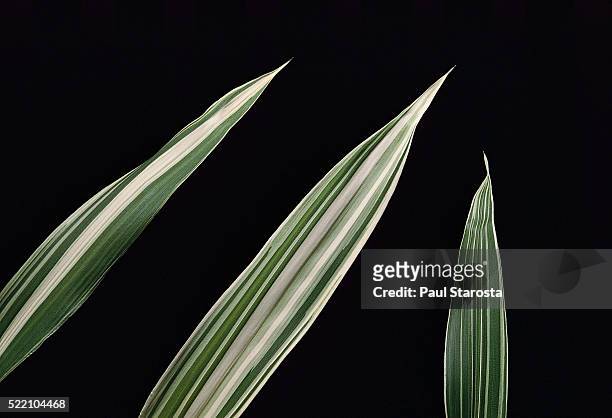 pleioblastus fortunei 'variegata' (dwarf white-stripe bamboo) - leaf - bamboo leaf stock pictures, royalty-free photos & images