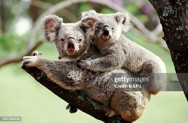 koalas - australia - coala stock pictures, royalty-free photos & images