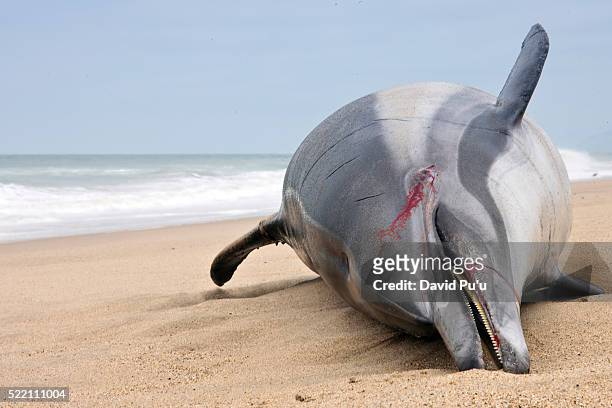 dead common dolphin lying on beach - dead body blood stock pictures, royalty-free photos & images