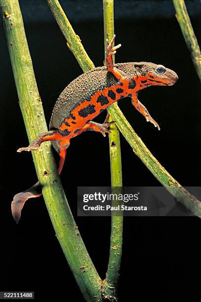 cynops pyrrhogaster (japanese fire-bellied newt) - newt stock pictures, royalty-free photos & images