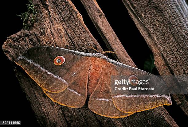 antheraea hartii (temperate tussah moth) - ocellus stock pictures, royalty-free photos & images