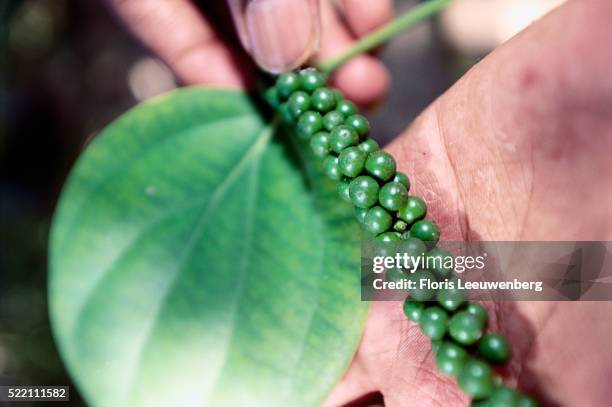 black pepper plant - ayurveda kerala stock pictures, royalty-free photos & images