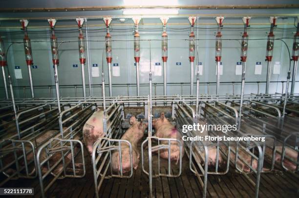 pig pens in modern farm - schweinestall stock-fotos und bilder