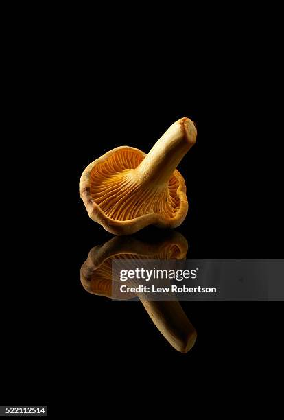 chanterelle mushroom - cantharellus cibarius stock pictures, royalty-free photos & images