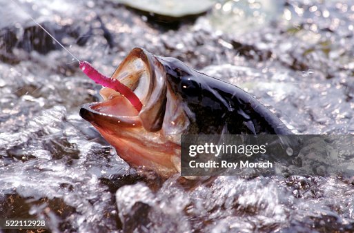 Largemouth bass Largemouth bass