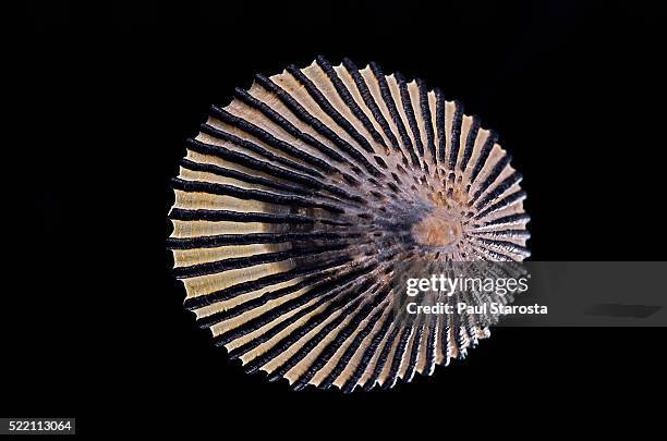Cellana Shell 17 Cellana Stock Photos, High-Res Pictures, and Images - Getty Images