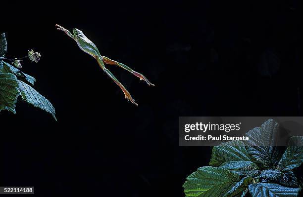 hyla meridionalis (mediterranean tree frog) - leaping - frosch stock-fotos und bilder