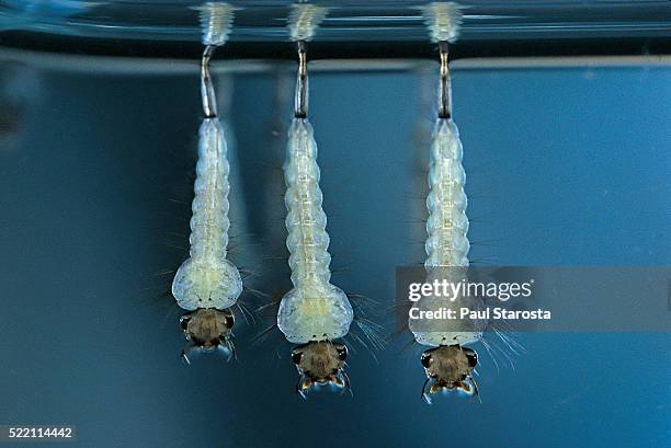 culex pipiens (common house mosquito) - larvae - larva stock pictures, royalty-free photos & images