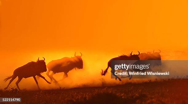 herd of wildebeests running in serengeti national park, tanzania - serengeti nationalpark stock-fotos und bilder