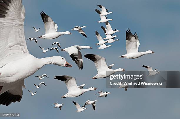 flock of geese in flight - migrating stock pictures, royalty-free photos & images